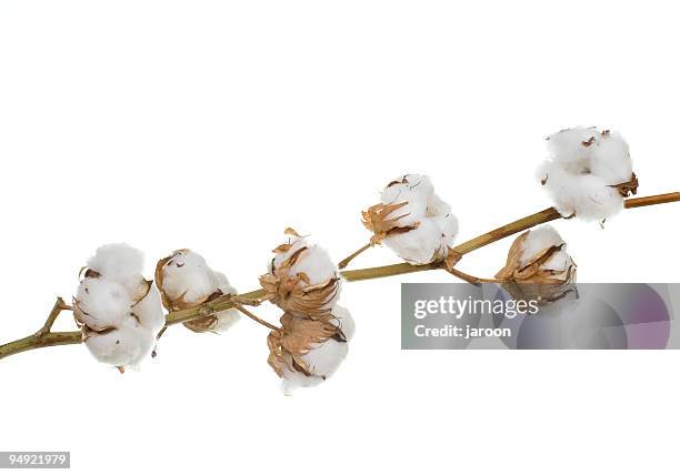 cotton 100% - cotton flower stock pictures, royalty-free photos & images