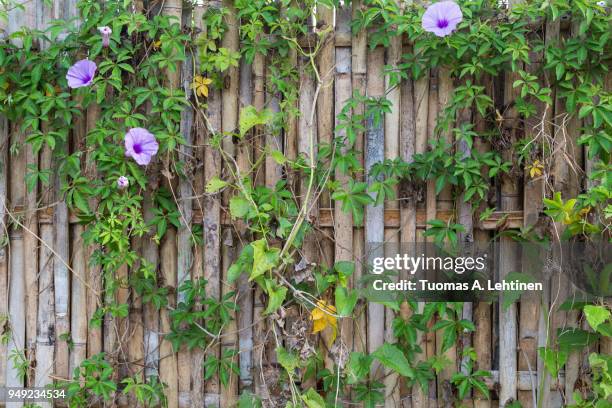 full frame background of an old and aged bamboo fence with flowering vine plant - angiosperma fotografías e imágenes de stock