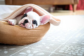 Cute 8 weeks old Pied French Bulldog Puppy resting in her bed