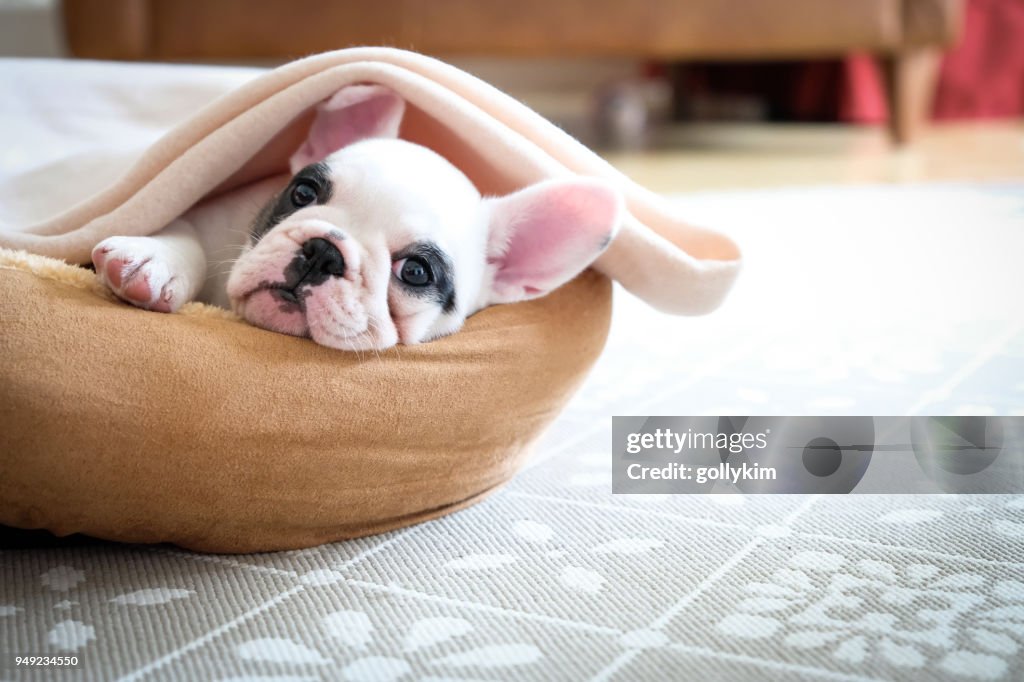 Cute 8 weeks old Pied French Bulldog Puppy resting in her bed