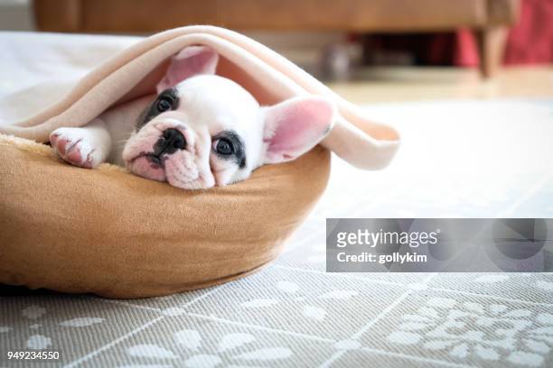 cute 8 weeks old pied french bulldog puppy resting in her bed - puppies stock pictures, royalty-free photos & images