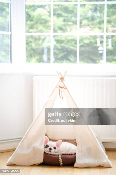 8 weeks old pied french bulldog puppy resting inside teepee tent - tipi stock pictures, royalty-free photos & images