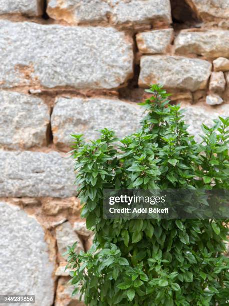 basils - peppermint geranium stock pictures, royalty-free photos & images