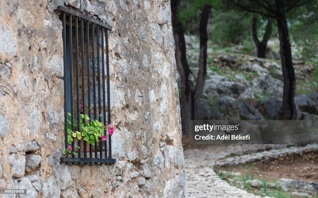 Geranium plant in illuminated window