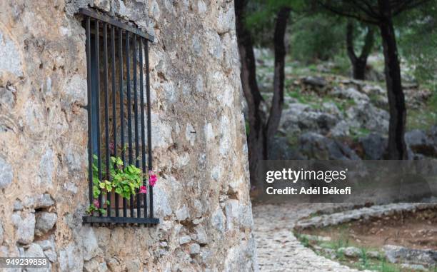 geranium plant in illuminated window - peppermint geranium stock pictures, royalty-free photos & images