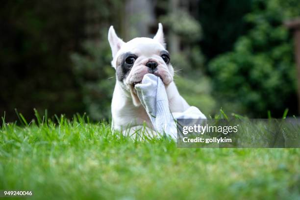 8 weeks old pied french bulldog puppy chewing on sock in the graden - chewed stock pictures, royalty-free photos & images