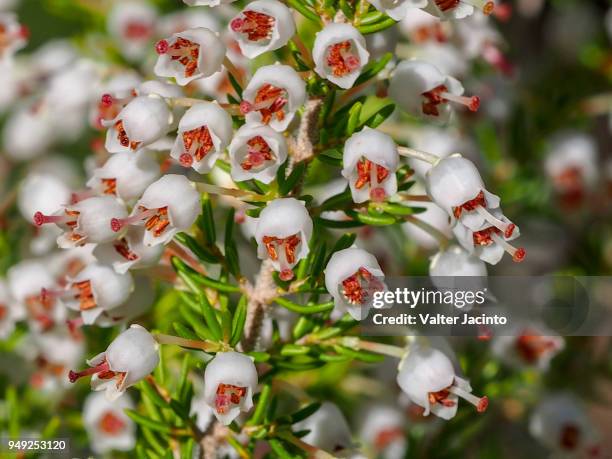 portugal heath (erica lusitanica) - erica flower stock pictures, royalty-free photos & images