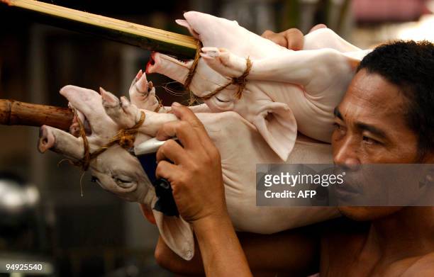 Worker carries pigs to be roasted and displayed at a store in the Manila suburbs on December 20, 2009 ahead of Christmas Day. "Lechon", or roasted...