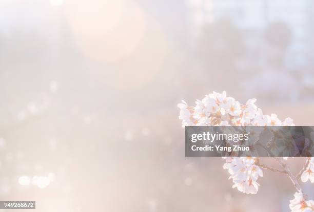 japanese culture sakura - flouté photos et images de collection