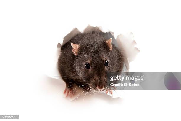 en rata - rodent fotografías e imágenes de stock