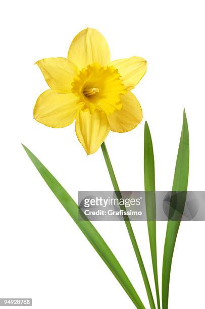 daffodil isolated on white - flowerbed isolated stock pictures, royalty-free photos & images