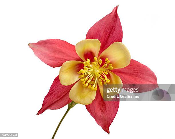 flower isolated on white - columbine flower stock pictures, royalty-free photos & images