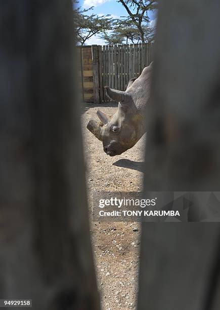 Sudan, one of four extremely endangered Northern White rhinoceros shipped to Kenya on December 20 explores his pen at the Ol Pejeta reserve near the...