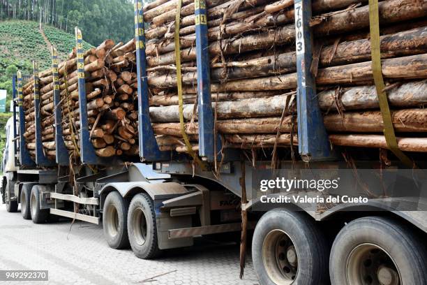 side of bitrem, load of logs - valeria del cueto stock pictures, royalty-free photos & images