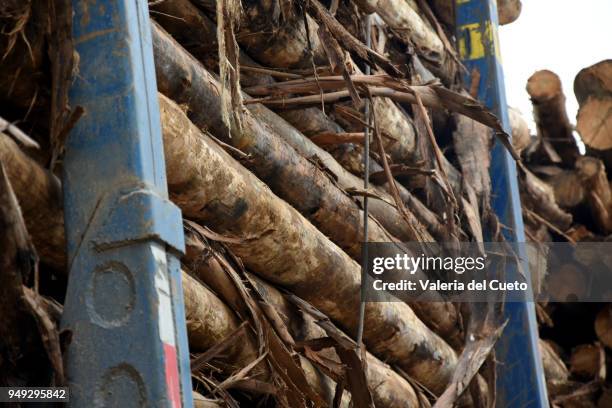 loading of eucalyptus to supply the industry - valeria del cueto stock pictures, royalty-free photos & images
