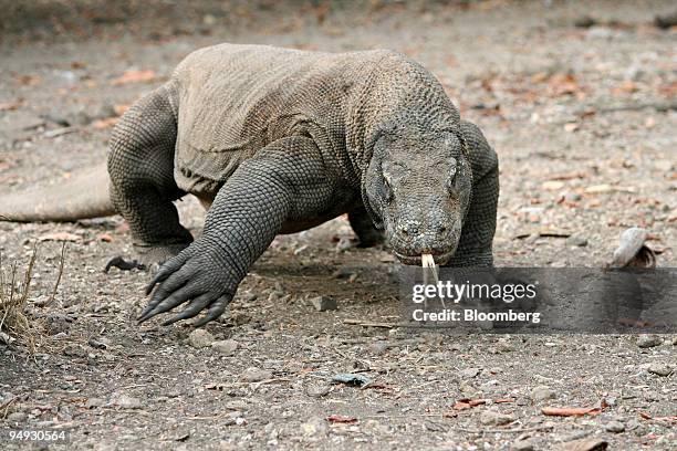 An adult male Komodo Dragon approaches, on the island of Komodo, Indonesia, on Saturday, Oct. 25, 2008. On a dusty track on the Indonesian island of...