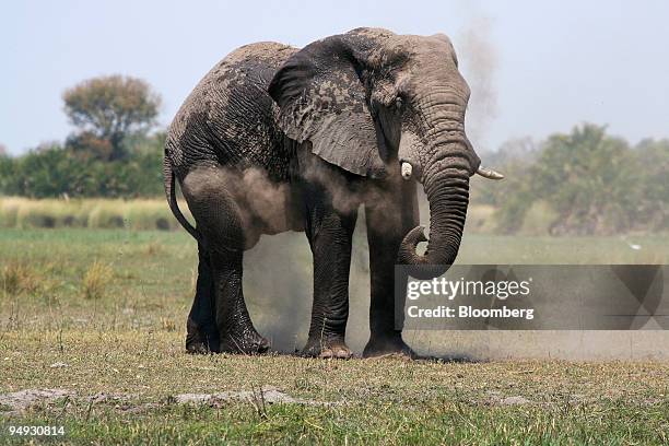 An elephant sprays itself with dust after a mud bath in Okavango Delta, Botswana, on Sept. 16, 2008. A three week safari organized by Africa...