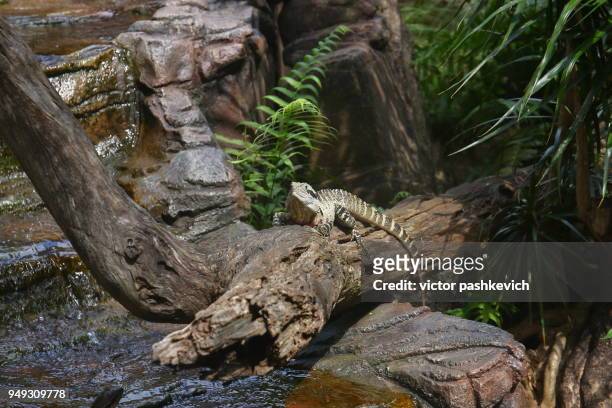 an eastern australian water dragon rests on a log after having a dip . - caloundra stock pictures, royalty-free photos & images