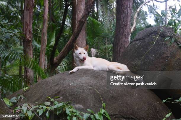 a rare white australian dingo - caloundra stock pictures, royalty-free photos & images