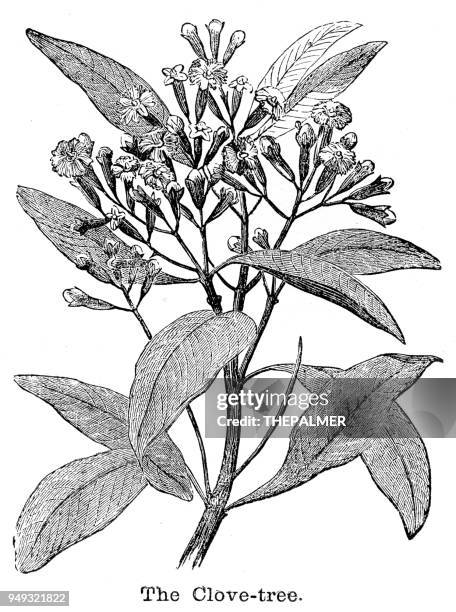 the clover tree engraving 1877 - cloves stock illustrations