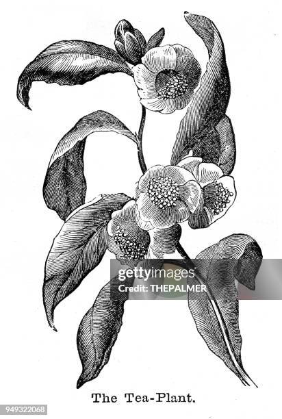 stockillustraties, clipart, cartoons en iconen met de theeplant gravure 1877 - theeblaadjes