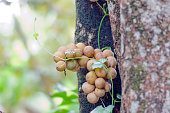 Wollongong or Langsat (Lansium Paraciticum) in the park are ripe fruit and ready to harvest
