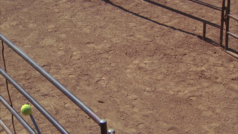 Bull Rushes Gate 98 Metal Farm Gate Stock Videos, Footage, & 4K Video Clips - Getty Images