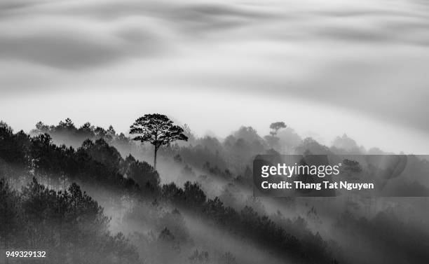 big tree in pine forest in mist - monochrome landscape stock pictures, royalty-free photos & images