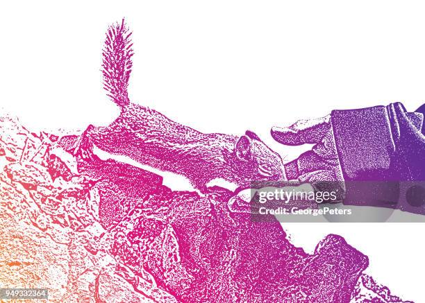 chipmunk eating from woman's hand at bryce canyon national park - squirrel eating stock illustrations