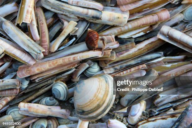 European Razor Clam 127 European Razor Clam Stock Photos, High-Res Pictures, and Images ...