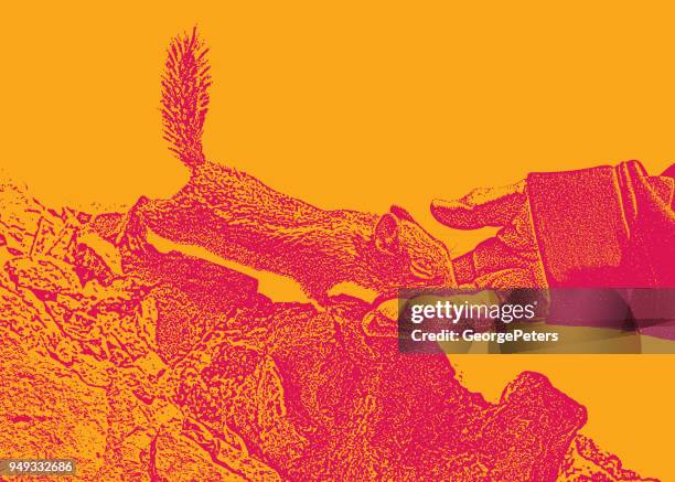 chipmunk eating from woman's hand at bryce canyon national park - fond orange stock illustrations