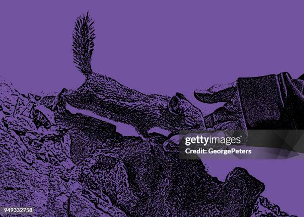 chipmunk eating from woman's hand at bryce canyon national park - squirrel eating stock illustrations
