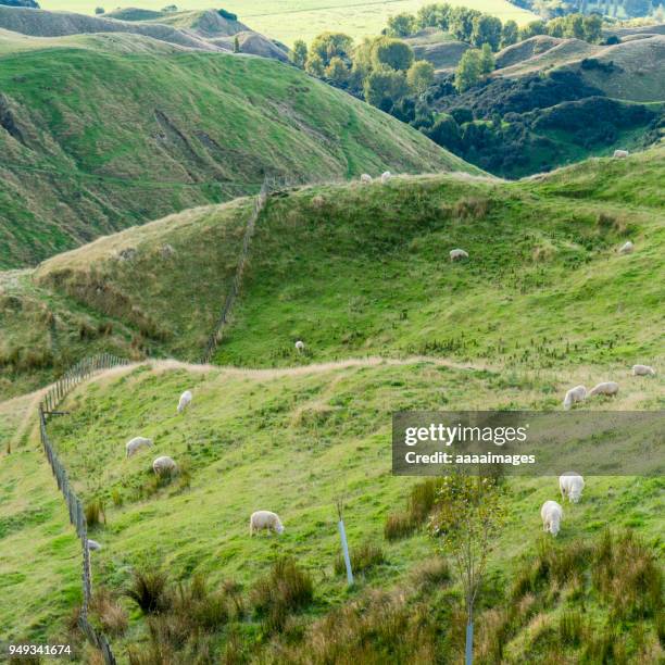 flock of sheep grazing on ranch,new zealand - grazing stock pictures, royalty-free photos & images