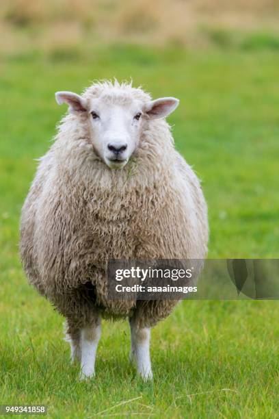 portrait of a sheep on grass looking at camera,new zealand - schaf stock-fotos und bilder