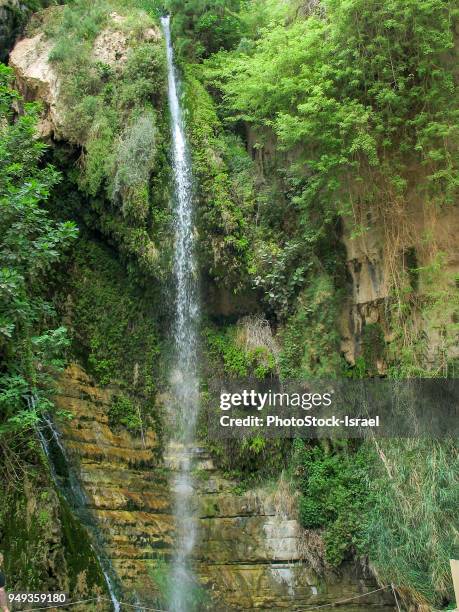 ein gedi national park - judaean stock pictures, royalty-free photos & images