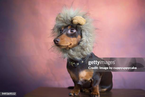 puppy in a lion costume - lion costume stock pictures, royalty-free photos & images