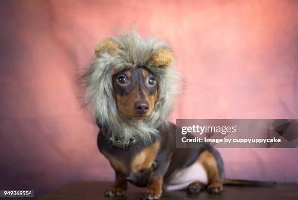 dachshund in a lion costume - lion costume stock pictures, royalty-free photos & images