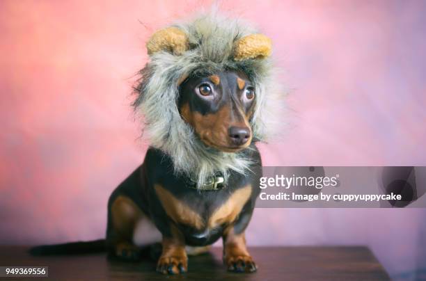 dachshund puppy wearing a lion costume - lion costume stock pictures, royalty-free photos & images