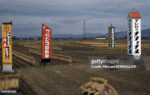 Récolte dans un champ de riz, dans la région de Nara, Japon.
