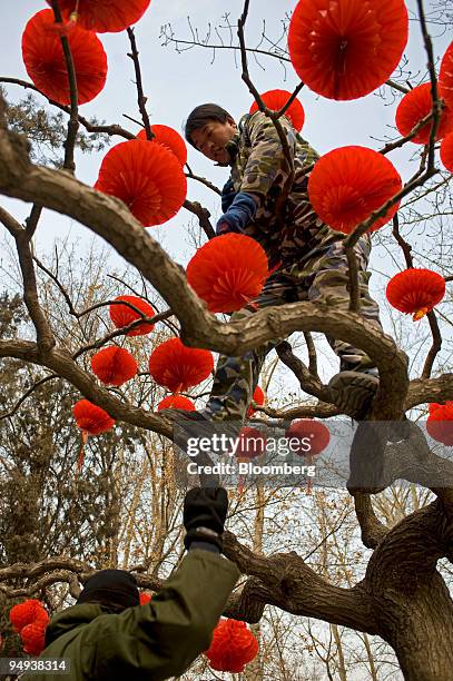 Workers prepare Lunar New Year decorations in Ditan Park in Beijing, China, on Friday, Jan. 16, 2009. Jan. 26 marks the Year of the Ox according to...