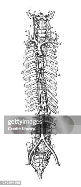 antique illustration of human body anatomy: spine arteries - human spine diagram stock illustrations