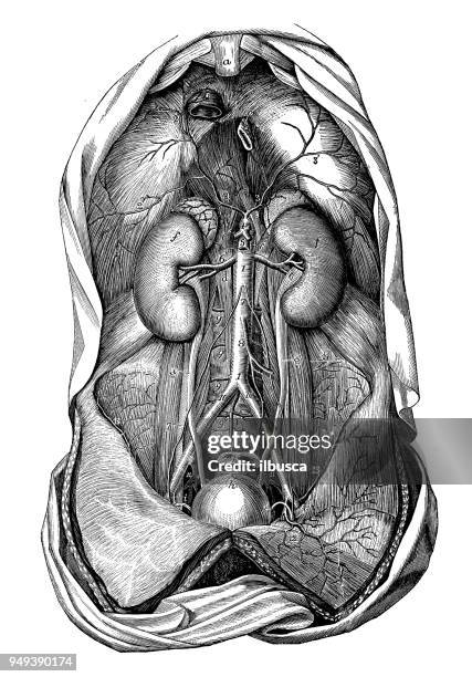 ilustraciones, imágenes clip art, dibujos animados e iconos de stock de antigua ilustración de la anatomía del cuerpo humano: las arterias de torso - duodeno