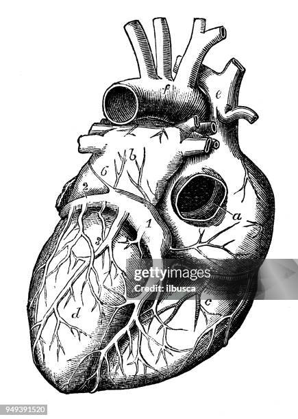 antique illustration of human body anatomy: heart - pencil drawing stock illustrations