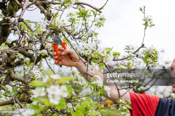 bauer pflaumen obstbäume - ast baum hand frühling stock-fotos und bilder