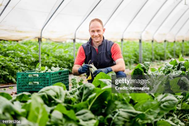 farmer harvesting leaf of lettuce - greenhouse stock pictures, royalty-free photos & images