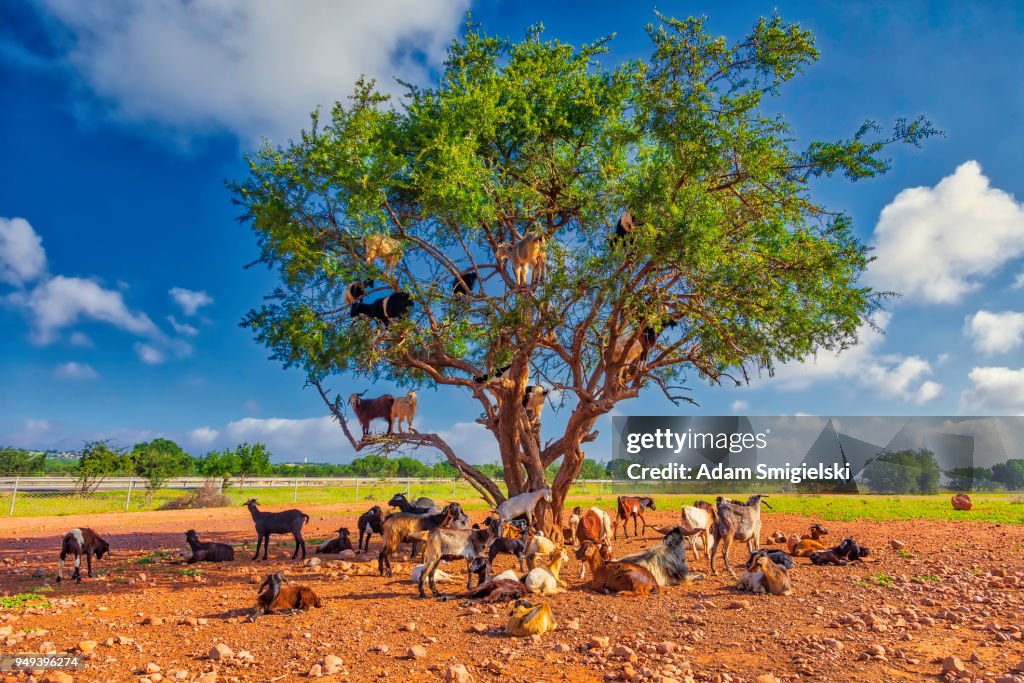 Ziegen auf Baum essen Argan (HDRi)