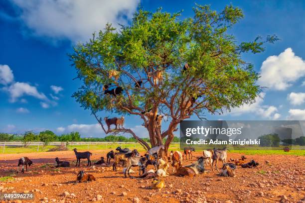 chèvres sur arbre manger argan (hdri) - argan photos et images de collection