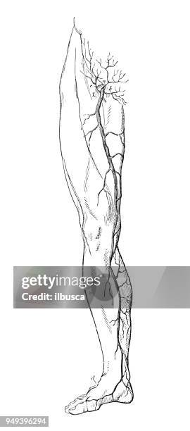 antike illustration der anatomie des menschlichen körpers: beinvenen - leg stock-grafiken, -clipart, -cartoons und -symbole