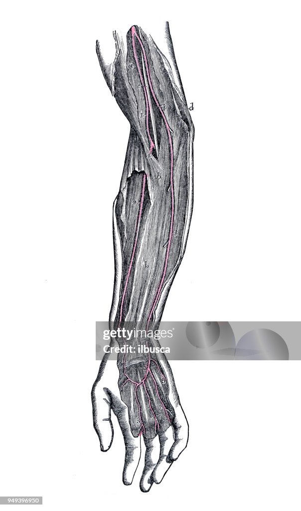 Illustrazione antica dell'anatomia del corpo umano: arterie del braccio