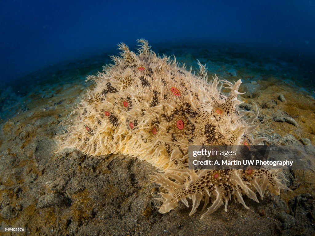 Sea hare (Bursella sp.)